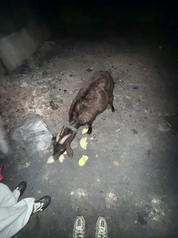 Пад Мінскам замярзаюць дзве казы — новых гаспадароў шукаюць па ўсёй Беларусі