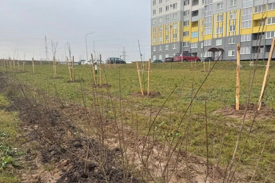 озеленение в Гродно и в Беларуси в целом часто выглядит как куча прутиков воткнутых в землю