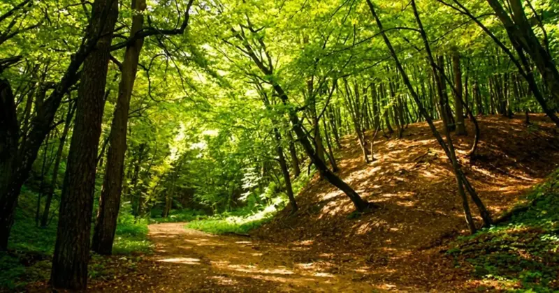 Дорожка в Румлёвском парке. Фото: pomniki.grodnolib.by