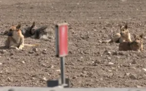 Жители Гродненского района жалуются на свору собак — местные власти не могут решить проблему 