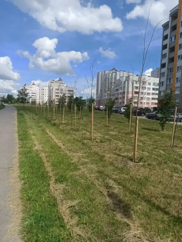 В Слониме засохли десятки новых деревьев - коммунальщики пообещали их заменить