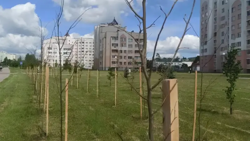 деревья слоним