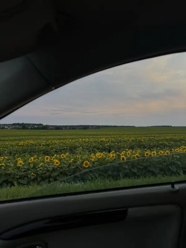 Под Гродно зацвели подсолнухи. Как провести фотосессию, чтобы не получить штраф? 