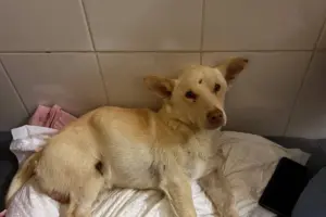 собака