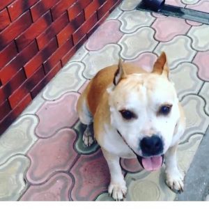 «Прапаў член сям'і, вярнуць не можам". У Гродне зніклага сабаку не хоча вяртаць новы гаспадар