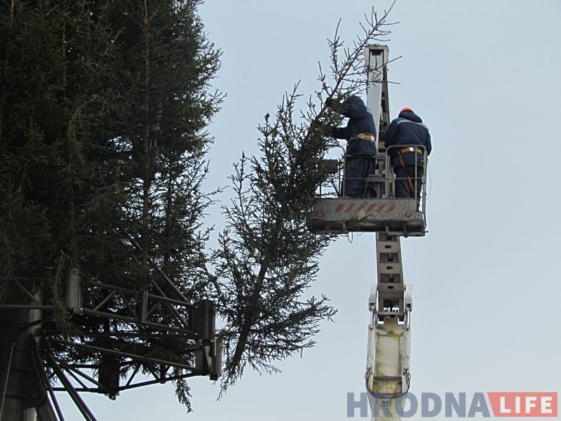 Галоўная елка горада сёлета будзе вышэй і прыгажэй Галоўная елка горада сёлета будзе вышэй і прыгажэй