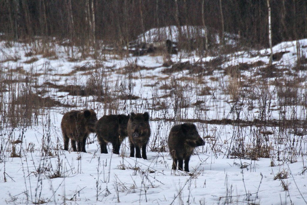 "Раней дзiкi заўсёды сыходзілі". Гродзенскі натураліст распавядае, чаму дзiкiя жывёлы сталі часцей з'яўляцца ў горадзе
