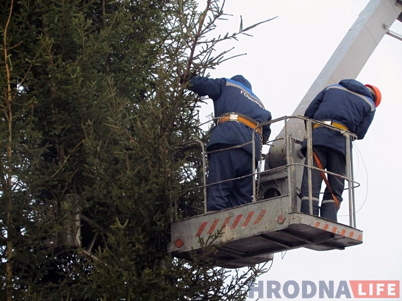 Галоўная елка горада сёлета будзе вышэй і прыгажэй Галоўная елка горада сёлета будзе вышэй і прыгажэй