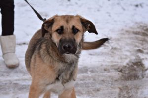 “Прыедзьце, забярыце…” Каму ў Гродне патрэбныя беспрытульныя жывёлы
