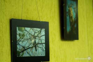 У Гродне адбылася канферэнцыя арганізацыі «Ахова птушак Бацькаўшчыны»