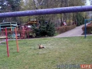 Ліса з Румлёўскага парку пачала прыходзіць у дзіцячы сад