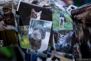 У Old City на дабрачыннай акцыі сабралі двухмесячны рацыён кармоў для жывёл з САГа У Old City на дабрачыннай акцыі сабралі двухмесячны рацыён кармоў для жывёл з САГа