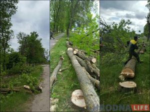 "Спілоўку дрэў без увагі не пакінем". Жыхары Паўднёвага заклікаюць гарадскія службы да дыялогу