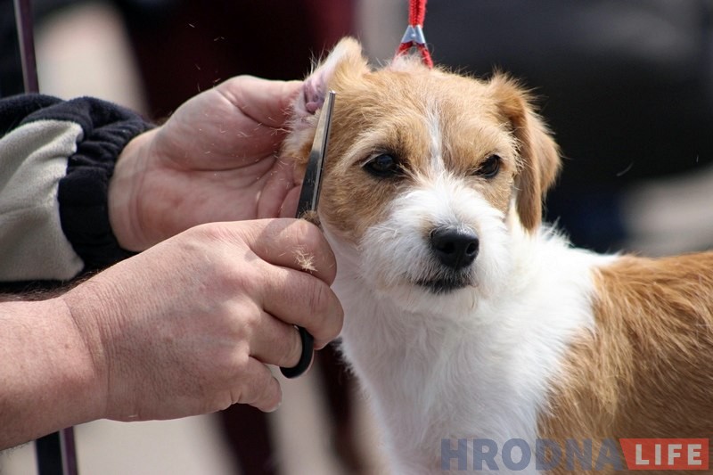 Больш за 300 сабак прыняло ўдзел у буйной выставе ў Гродне Больш за 300 сабак прыняло ўдзел у буйной выставе ў Гродне