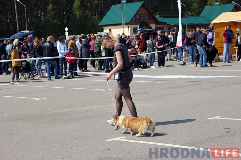 Больш за 300 сабак прыняло ўдзел у буйной выставе ў Гродне Больш за 300 сабак прыняло ўдзел у буйной выставе ў Гродне