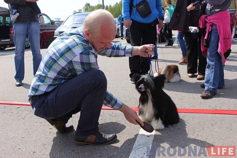 Больш за 300 сабак прыняло ўдзел у буйной выставе ў Гродне Больш за 300 сабак прыняло ўдзел у буйной выставе ў Гродне