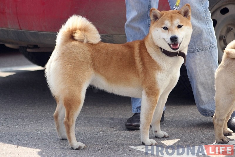 Больш за 300 сабак прыняло ўдзел у буйной выставе ў Гродне Больш за 300 сабак прыняло ўдзел у буйной выставе ў Гродне