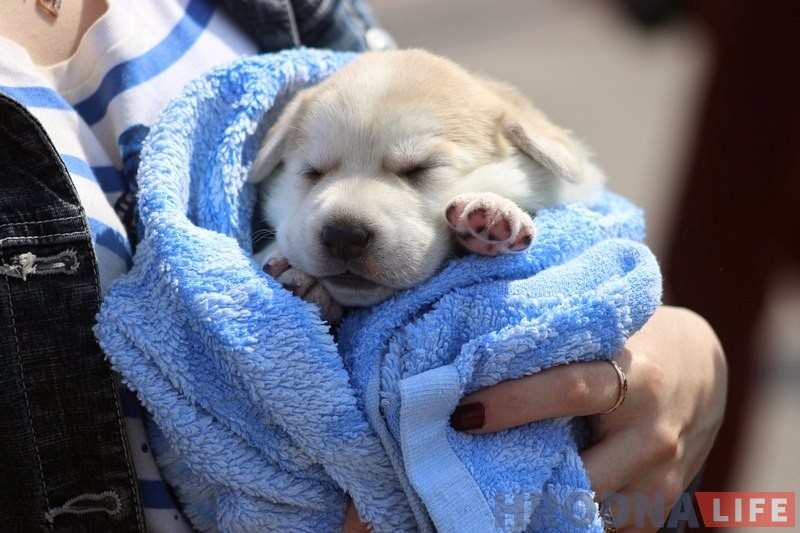 Больш за 300 сабак прыняло ўдзел у буйной выставе ў Гродне Больш за 300 сабак прыняло ўдзел у буйной выставе ў Гродне