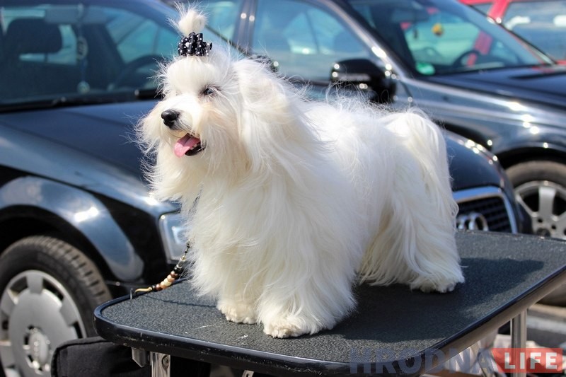 Больш за 300 сабак прыняло ўдзел у буйной выставе ў Гродне Больш за 300 сабак прыняло ўдзел у буйной выставе ў Гродне