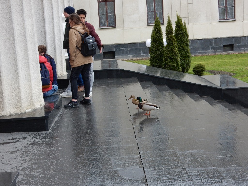 У Новы замак прыйшлі качкі-турысткі