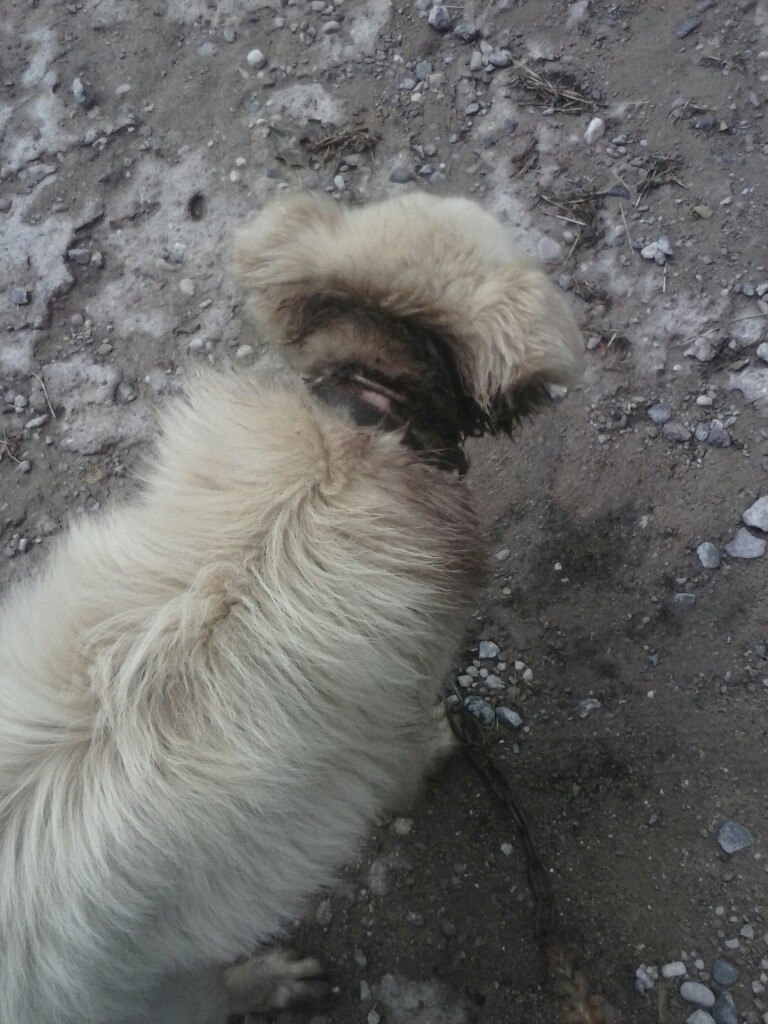 У адлоўнiк САГа паступіў сабака з урослым у шыю ланцугом У адлоўнiк САГа паступіў сабака з урослым у шыю ланцугом