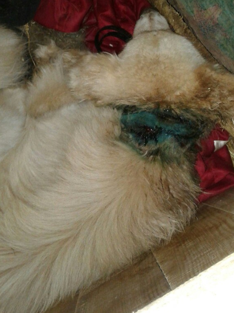 У адлоўнiк САГа паступіў сабака з урослым у шыю ланцугом У адлоўнiк САГа паступіў сабака з урослым у шыю ланцугом