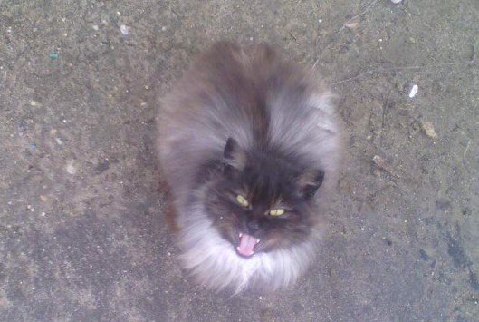 Куды знікаюць жывёлы з вуліц? Гродзенцы падазраюць камунальнікаў у незаконных забойствах