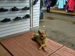 Куды знікаюць жывёлы з вуліц? Гродзенцы падазраюць камунальнікаў у незаконных забойствах Куды знікаюць жывёлы з вуліц? Гродзенцы падазраюць камунальнікаў у незаконных забойствах