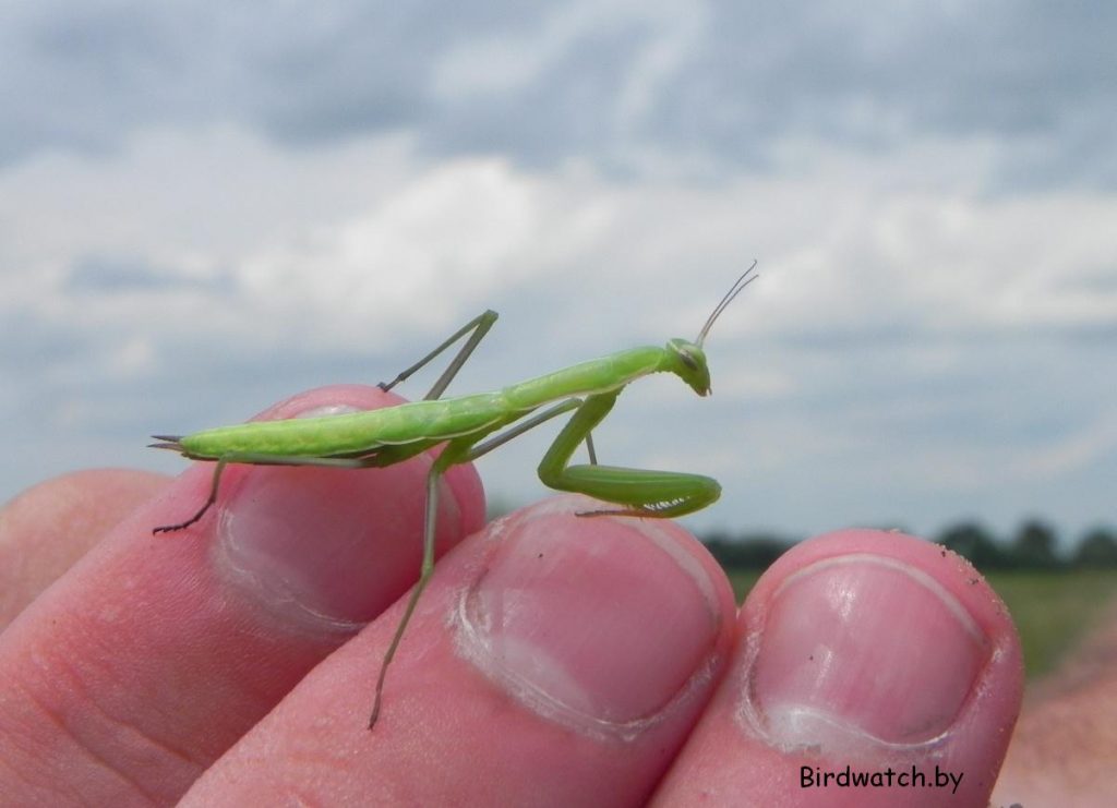 На Гродзеншчыне знойдзена першая ў Беларусі лічынка багамола