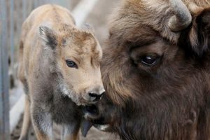 Ці трэба карміць птушак у горадзе? Тлумачыць Дзмітрый Вінчэўскі