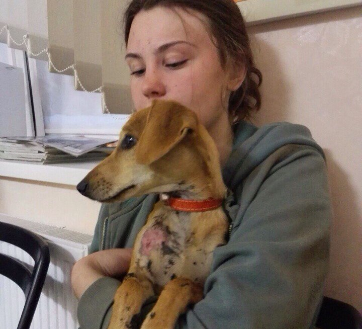 Гродзенскія валанцёры пяць гадзін капалі тунэль каб уратаваць сабаку