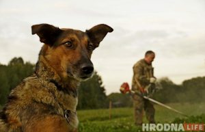 Ці з'явіцца пляцоўка для сабак на Дзевятоўцы? Жыхары раёна гатовы ёй заняцца