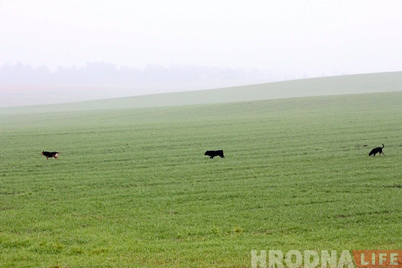 Пенсіянер, якому сабакі загрызлі козаў, паказаў, дзе жывуць і чым харчуюцца здзічэлыя жывёлы Пенсіянер, якому сабакі загрызлі козаў, паказаў, дзе жывуць і чым харчуюцца здзічэлыя жывёлы