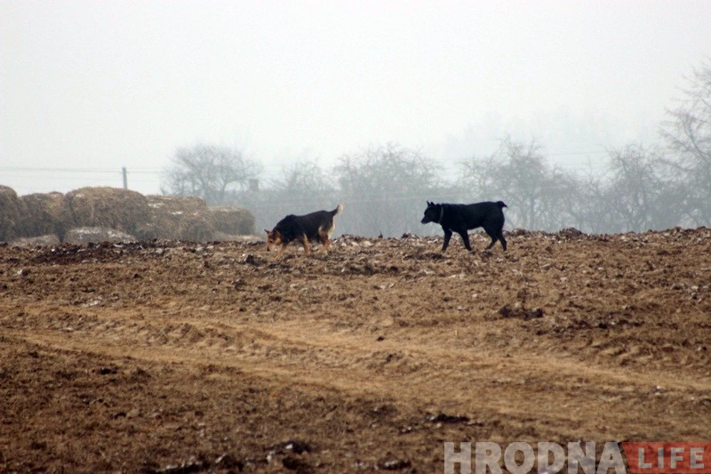 Пенсіянер, якому сабакі загрызлі козаў, паказаў, дзе жывуць і чым харчуюцца здзічэлыя жывёлы Пенсіянер, якому сабакі загрызлі козаў, паказаў, дзе жывуць і чым харчуюцца здзічэлыя жывёлы