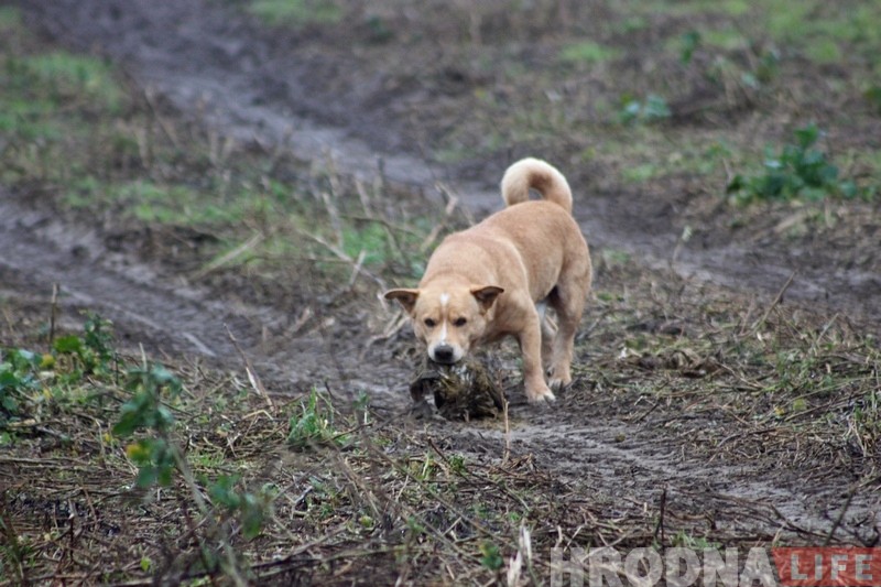 Пенсіянер, якому сабакі загрызлі козаў, паказаў, дзе жывуць і чым харчуюцца здзічэлыя жывёлы