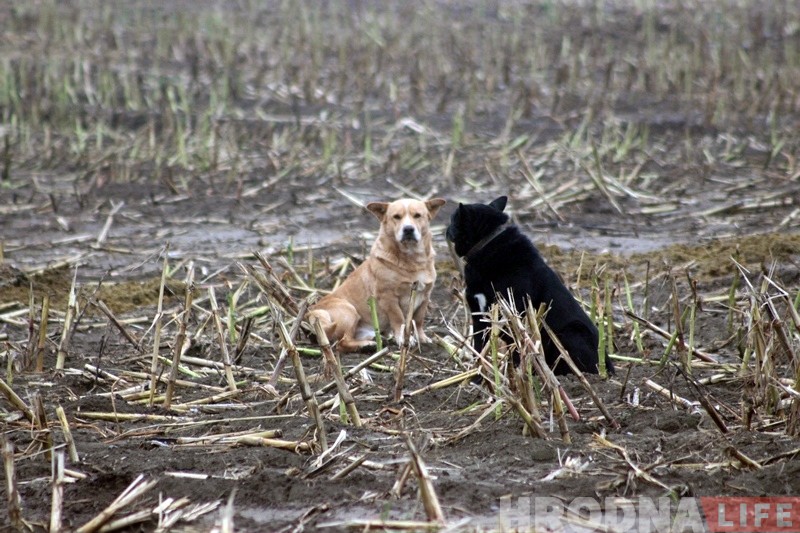 Пенсіянер, якому сабакі загрызлі козаў, паказаў, дзе жывуць і чым харчуюцца здзічэлыя жывёлы Пенсіянер, якому сабакі загрызлі козаў, паказаў, дзе жывуць і чым харчуюцца здзічэлыя жывёлы