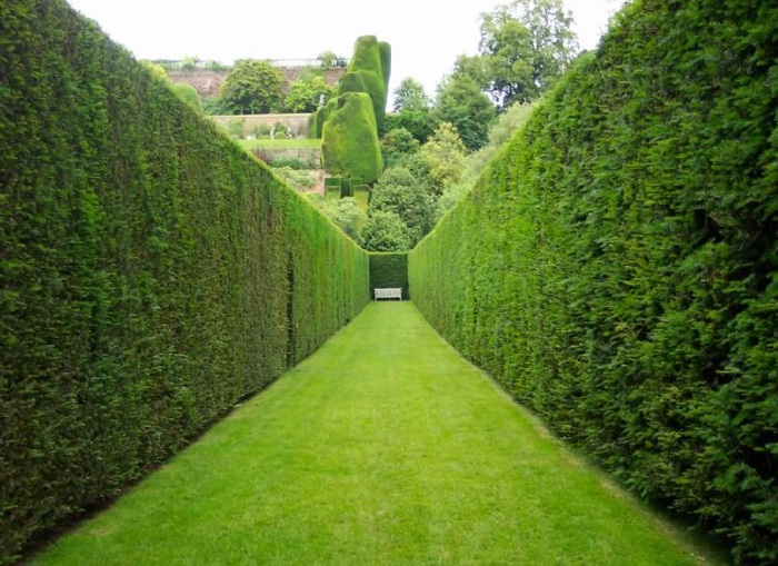 Пад Лідай стварылі першы ў Беларусі квэст-лабірынт з жывых туяў