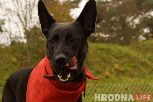 “Не забаўка і не дзіця”. Як выхаваць сабаку-кампаньёна на карысць сабе і людзям