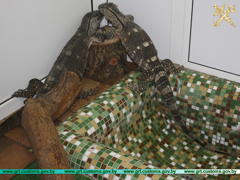 Гродзенскія мытнікі знайшлі ў кацельні цягніка Калінінград-Масква дзвюх вялікіх яшчарак