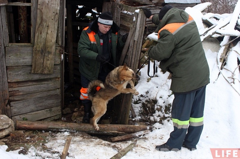Гродзенец злавіў аднаго са здзічэлых сабак, якія турбуюць гараджан Гродзенец злавіў аднаго са здзічэлых сабак, якія турбуюць гараджан