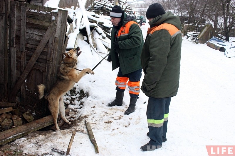 Здзічэлага сабаку, якога злавілі на Старамалышчынскай, усыпілі. САГ: гэта была неабходная мера Здзічэлага сабаку, якога злавілі на Старамалышчынскай, усыпілі. САГ: гэта была неабходная мера