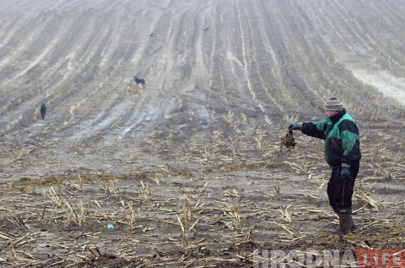 Гродзенец злавіў аднаго са здзічэлых сабак, якія турбуюць гараджан
