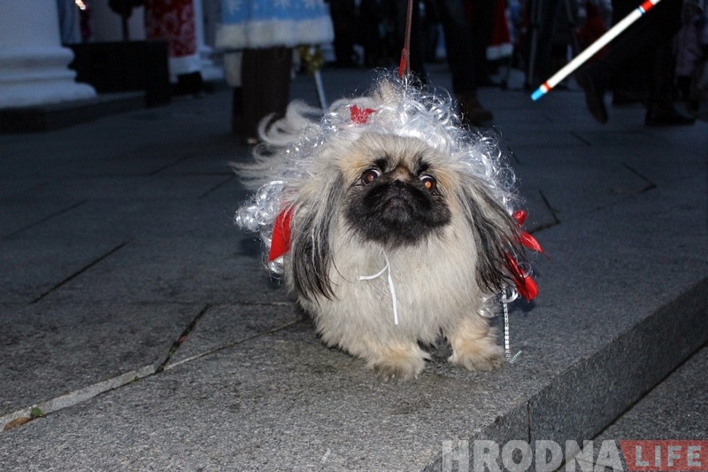 Дождж, сабакі і казачныя персанажы: У Гродне ўрачыста запалілі навагоднюю ілюмінацыю Дождж, сабакі і казачныя персанажы: У Гродне ўрачыста запалілі навагоднюю ілюмінацыю