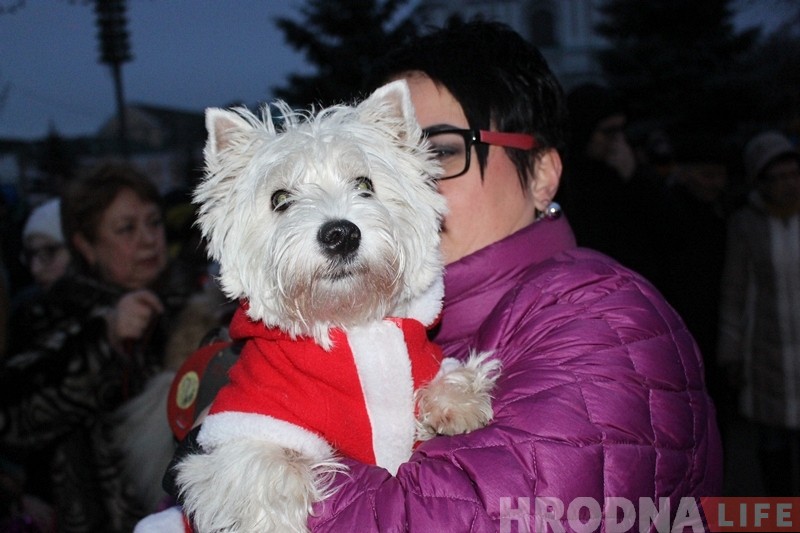Дождж, сабакі і казачныя персанажы: У Гродне ўрачыста запалілі навагоднюю ілюмінацыю Дождж, сабакі і казачныя персанажы: У Гродне ўрачыста запалілі навагоднюю ілюмінацыю