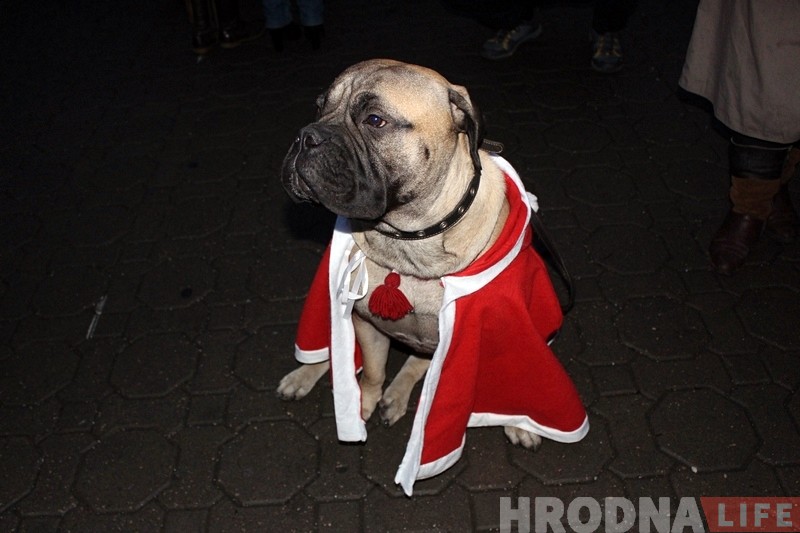 Дождж, сабакі і казачныя персанажы: У Гродне ўрачыста запалілі навагоднюю ілюмінацыю Дождж, сабакі і казачныя персанажы: У Гродне ўрачыста запалілі навагоднюю ілюмінацыю