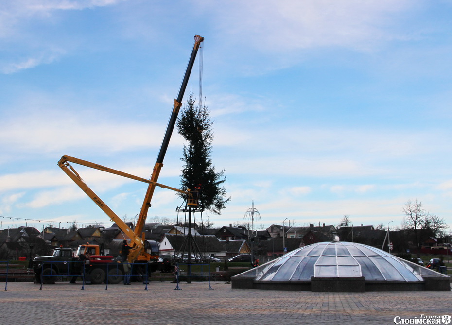Конусы ці дрэўцы? Як выглядаюць цэнтральныя елкі ў Гродне і суседніх гарадах