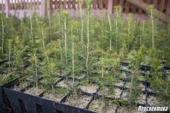 З пяці тысяч саджанцаў да пакупніка даходзіць тысяча самых прыгожых: як вырошчваюць навагоднія дрэвы