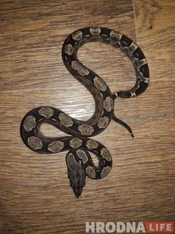“Пітон не прадаецца”. Дзе ў Гродне набыць змяю і як яе ўтрымліваць?