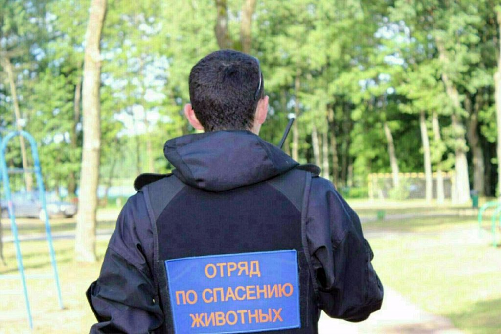 У Гродне пачаў працу добраахвотны атрад выратавання жывёл. Чым ён адрозніваецца ад ранейшых арганізацый?