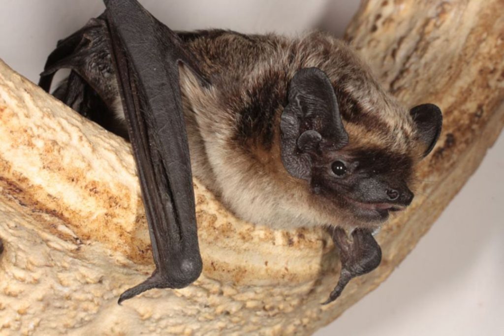 У Лідзе на гарышчы адной са шматпавярховак прачнуліся кажаны